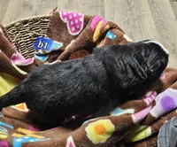 B1 AKC, a male Bernese Mountain Dog for sale in Saxon, WI – Photo 7 of 8