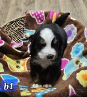 B1 AKC, a male Bernese Mountain Dog for sale in Saxon, WI – Photo 4 of 8