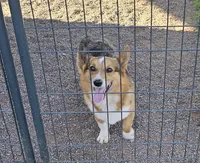 Tasha, a female Pembroke Welsh Corgi for sale in Saxon, WI – 5 of 7