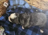 B3 Akc, a male Bernese Mountain Dog for sale in Saxon, WI – Photo 2 of 7