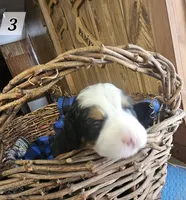 B3 Akc, a male Bernese Mountain Dog for sale in Saxon, WI – Photo 7 of 7