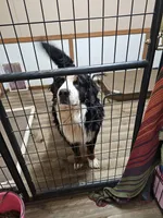 B3 Akc, a male Bernese Mountain Dog for sale in Saxon, WI – Photo 6 of 7