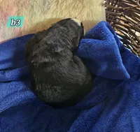 B3 Akc, a male Bernese Mountain Dog for sale in Saxon, WI – Photo 5 of 7