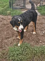 Iris, a female Bernese Mountain Dog for sale in Saxon, WI – 3 of 3