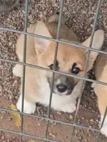 Corgi girl, a female Pembroke Welsh Corgi for sale in Saxon, WI – 3 of 4