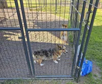 Tasha, a female Pembroke Welsh Corgi for sale in Saxon, WI – 7 of 7