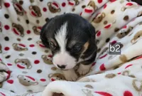 B2 AKC, a male Pembroke Welsh Corgi for sale in Saxon, WI – Photo 5 of 7