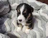 B2 AKC, a male Pembroke Welsh Corgi for sale in Saxon, WI – Photo 3 of 7