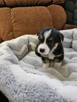 B2 AKC, a male Pembroke Welsh Corgi for sale in Saxon, WI – Photo 7 of 7