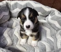 B2 AKC, a male Pembroke Welsh Corgi for sale in Saxon, WI – Photo 2 of 7