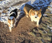 B2 AKC, a male Pembroke Welsh Corgi for sale in Saxon, WI – Photo 4 of 7