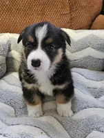 B2 AKC, a male Pembroke Welsh Corgi for sale in Saxon, WI – Photo 1 of 7