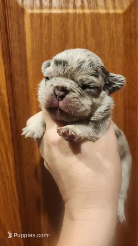 Blue merle girl Akc – French Bulldog puppy for sale in Saxon, WI