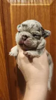 Blue merle girl Akc, a female French Bulldog for sale in Saxon, WI – 1 of 3
