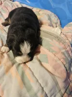 Mountain Aussie (Bruiser), a male Bernese Mountain Dog for sale in Saxon, WI – 3 of 6