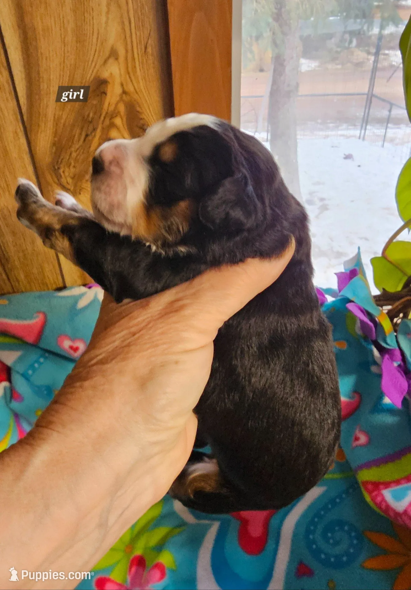 Girl , a female Bernese Mountain Dog for sale in Saxon, WI – Photo 2 of 8