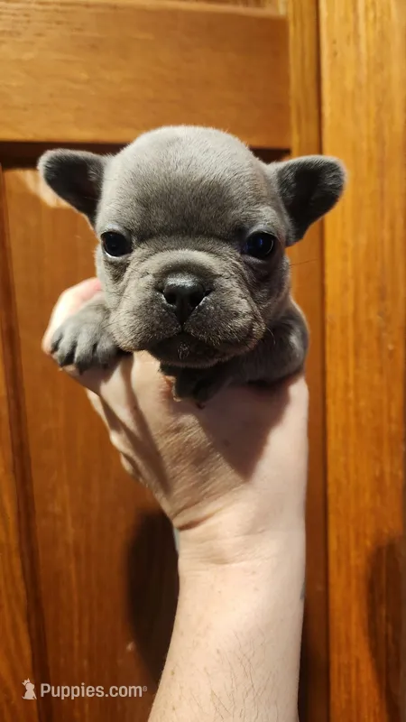 Blue boy – French Bulldog puppy for sale in Saxon, WI