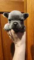 Blue boy, a male French Bulldog for sale in Saxon, WI – 1 of 5