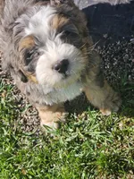  Boy Bernadoodle , a male Bernedoodle for sale in Saxon, WI – 1 of 4
