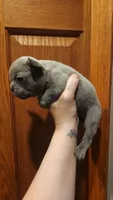 Blue boy, a male French Bulldog for sale in Saxon, WI – 2 of 5