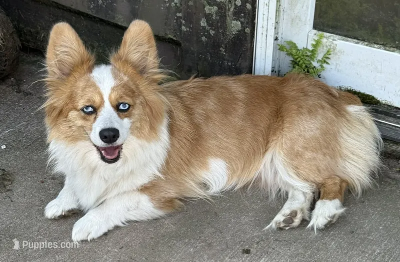 FREYA – Pembroke Welsh Corgi puppy for sale in Saxon, WI