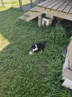 BRUTUS, a male Bernese Mountain Dog for sale in Saxon, WI – 3 of 6