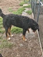 ROSE, a female Bernese Mountain Dog for sale in Saxon, WI – 3 of 3
