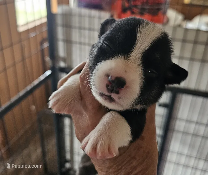 Boots – Pembroke Welsh Corgi puppy for sale in Saxon, WI