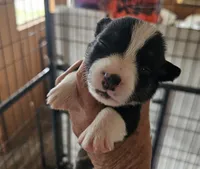 Boots, a male Pembroke Welsh Corgi for sale in Saxon, WI – 1 of 8