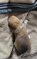 Tasha, a female Pembroke Welsh Corgi for sale in Saxon, WI – 2 of 7