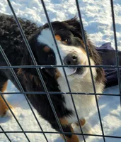 Runt girl, a female Bernese Mountain Dog for sale in Saxon, WI – Photo 7 of 7
