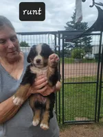 Runt girl, a female Bernese Mountain Dog for sale in Saxon, WI – Photo 1 of 7
