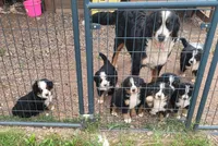 Runt girl, a female Bernese Mountain Dog for sale in Saxon, WI – Photo 6 of 7