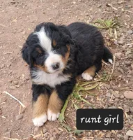Runt girl, a female Bernese Mountain Dog for sale in Saxon, WI – Photo 2 of 7