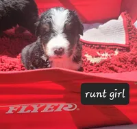 Runt girl, a female Bernese Mountain Dog for sale in Saxon, WI – Photo 3 of 7