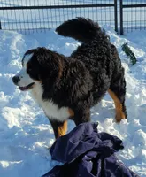Runt girl, a female Bernese Mountain Dog for sale in Saxon, WI – Photo 5 of 7