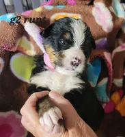 Runt girl, a female Bernese Mountain Dog for sale in Saxon, WI – Photo 4 of 7