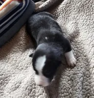 Boots, a male Pembroke Welsh Corgi for sale in Saxon, WI – 4 of 8