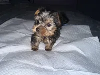 Baby boy blue , a male Yorkshire Terrier for sale in Hyattsville, MD – 8 of 9