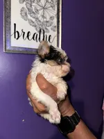 Parti Boy , a male Yorkshire Terrier for sale in Hyattsville, MD – 2 of 8