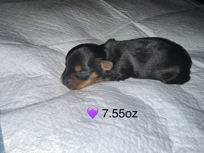 Baby girl purple – Yorkshire Terrier puppy for sale in Hyattsville, MD