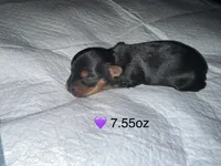 Baby girl purple, a female Yorkshire Terrier for sale in Hyattsville, MD – 1 of 4