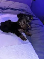 Baby boy blue , a male Yorkshire Terrier for sale in Hyattsville, MD – 4 of 9