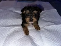 Baby boy green , a male Yorkshire Terrier for sale in Hyattsville, MD – 2 of 5