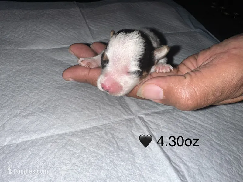 Parti Boy  – Yorkshire Terrier puppy for sale in Hyattsville, MD