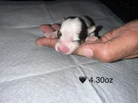 Parti Boy , a male Yorkshire Terrier for sale in Hyattsville, MD – 1 of 3