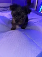 Baby boy blue , a male Yorkshire Terrier for sale in Hyattsville, MD – 7 of 9