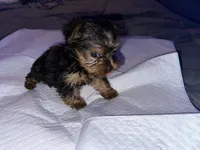 Baby boy blue , a male Yorkshire Terrier for sale in Hyattsville, MD – 3 of 9
