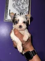 Parti Boy , a male Yorkshire Terrier for sale in Hyattsville, MD – 7 of 8