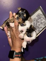 Baby boy blue, a male Yorkshire Terrier for sale in Hyattsville, MD – Photo 6 of 7